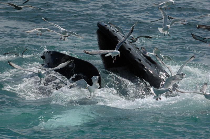Tintswalo Atlantic Βίλα Hout Bay Εξωτερικό φωτογραφία